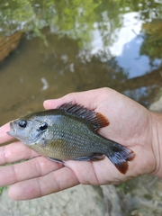 Lepomis miniatus