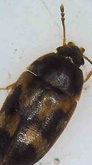 Litargus balteatus