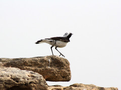 Oenanthe melanoleuca