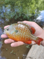 Lepomis megalotis