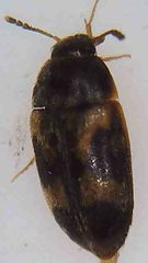 Litargus balteatus