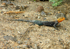 Agama lionotus