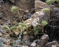 Eremopyrum orientale