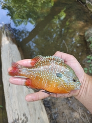 Lepomis megalotis