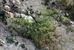 Zosima absinthifolia