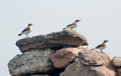 Oenanthe melanoleuca