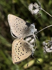 Icaricia icarioides pardalis