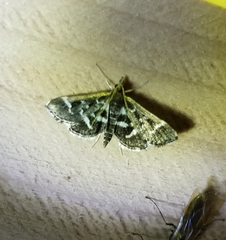Diasemiodes janassialis