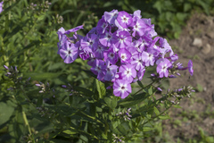 Phlox amplifolia