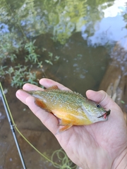 Lepomis megalotis