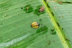 Omaspides abbreviata