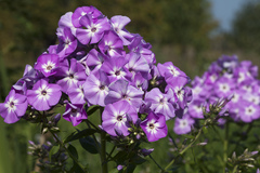 Phlox amplifolia