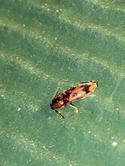 Aeolus mellillus