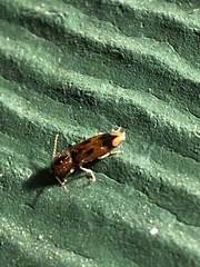 Aeolus mellillus