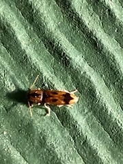 Aeolus mellillus