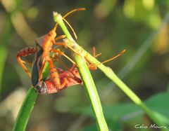 Crinocerus sanctus
