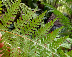Dennstaedtia bipinnata