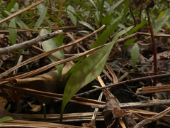 Erythronium americanum