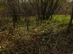 Erythronium americanum
