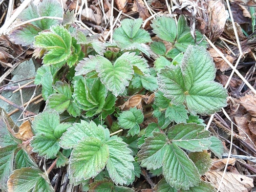 Potentilla stolonifera