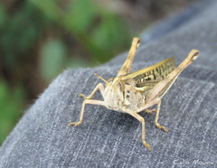 Schistocerca cancellata