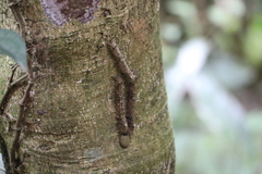 Lebeda nobilis