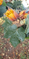 ×chiranthofremontia lenzii