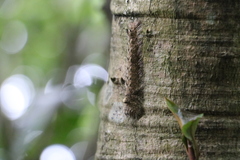Lebeda nobilis