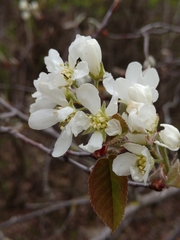 Amelanchier interior