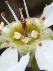 Amelanchier interior