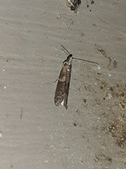 Moodna pallidostrinella