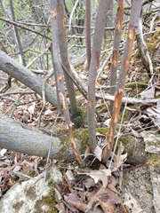 Amelanchier interior