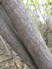 Amelanchier interior