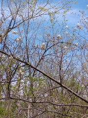 Amelanchier interior