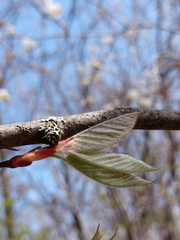 Amelanchier interior