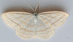 Scopula quadrilineata