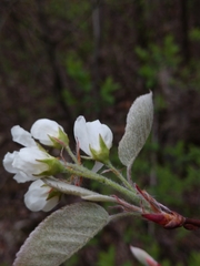 Amelanchier interior