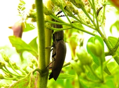 Chalcolepidius inops