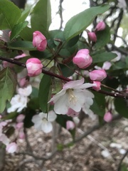 Peraphyllum ramosissimum