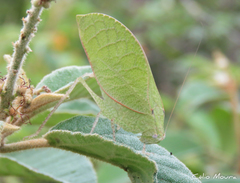 Phylloptera