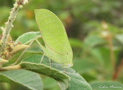 Phylloptera