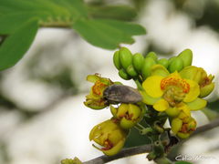 Libidibia ferrea ferrea