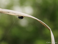 Hypognatha