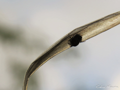 Hypognatha