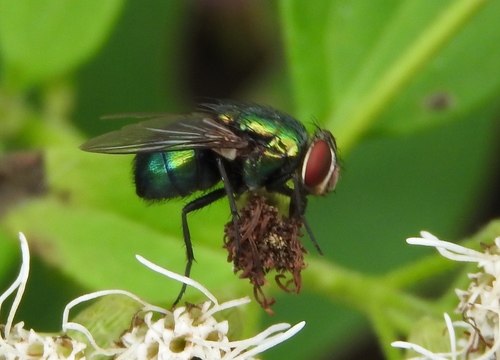 Lucilia eximia