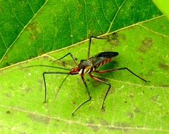 Zelus grassans