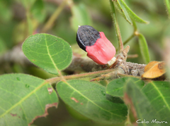 Commiphora leptophloeos