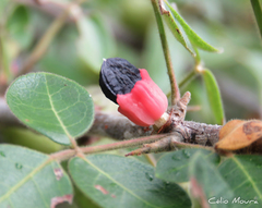 Commiphora leptophloeos
