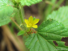 Melochia longidentata