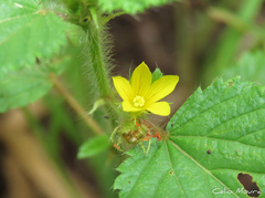 Melochia longidentata